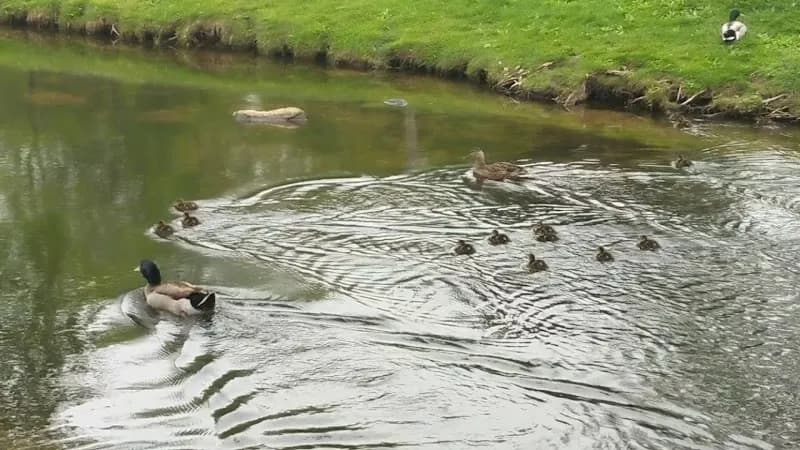 View of Depot Park in Village of Clarkston, MI