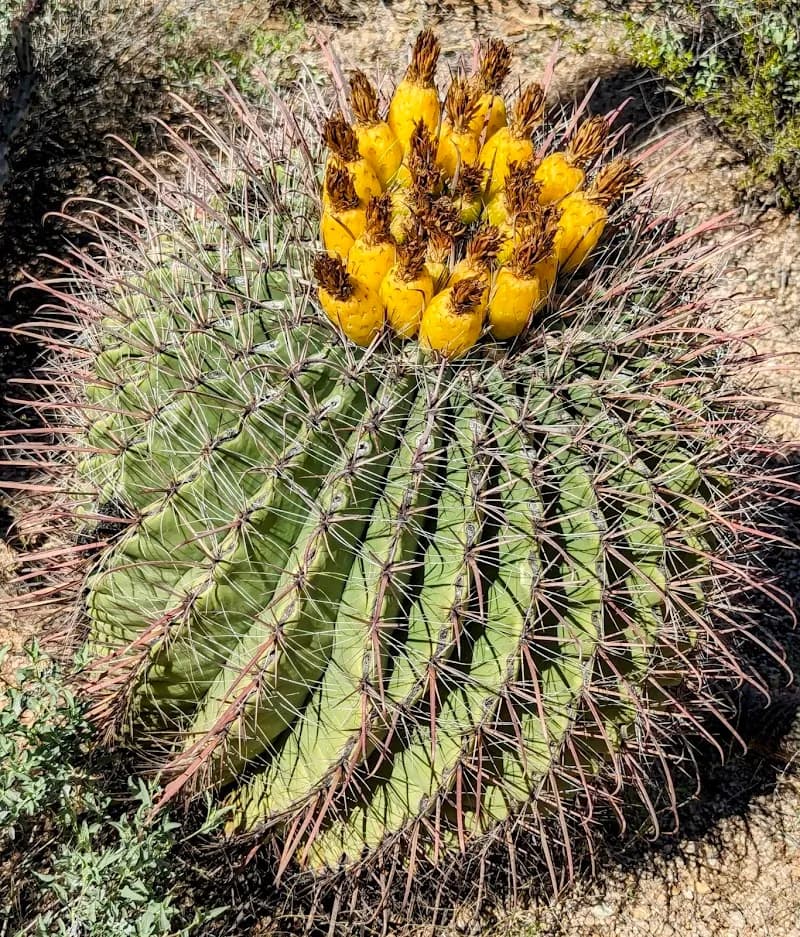 View of Desert Discovery Nature Trail in Picture Rocks, AZ