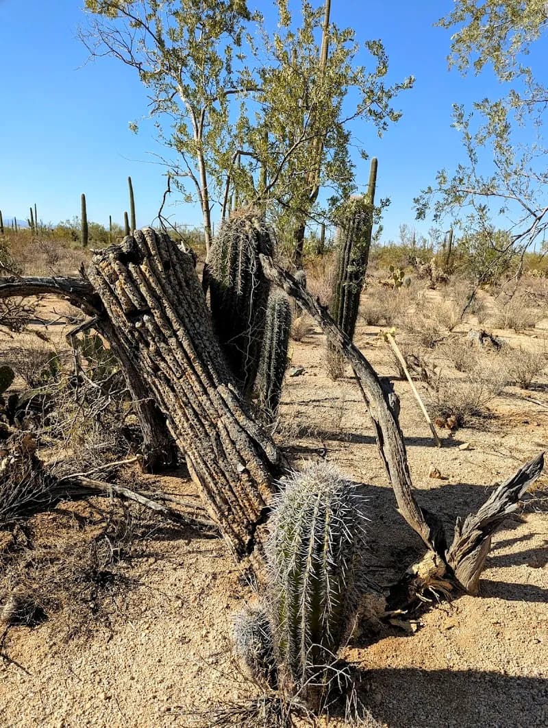 View of Desert Discovery Nature Trail in Picture Rocks, AZ