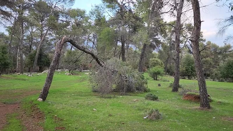 View of Dibbeen Forest Reserve in Jerash, Amman