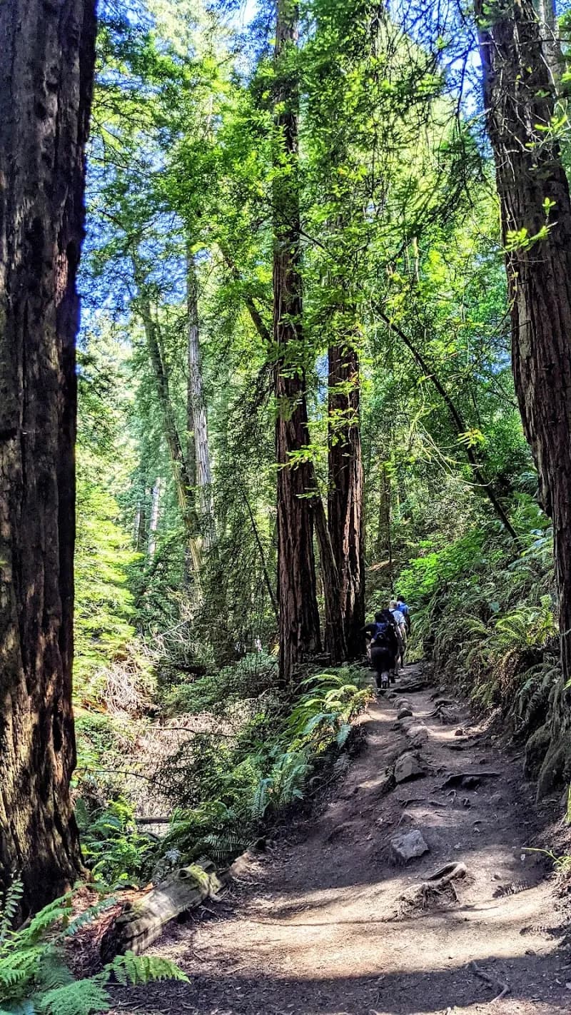 View of Dipsea Trail in Mill Valley, CA