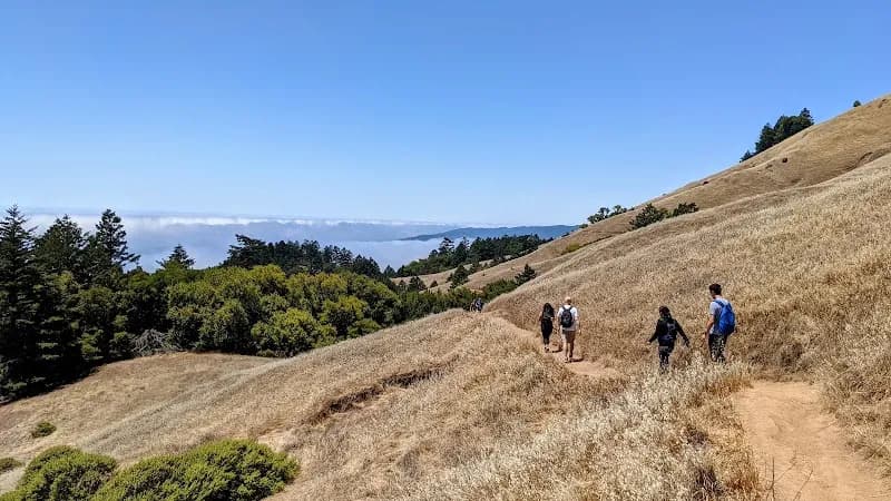 View of Dipsea Trail in Mill Valley, CA