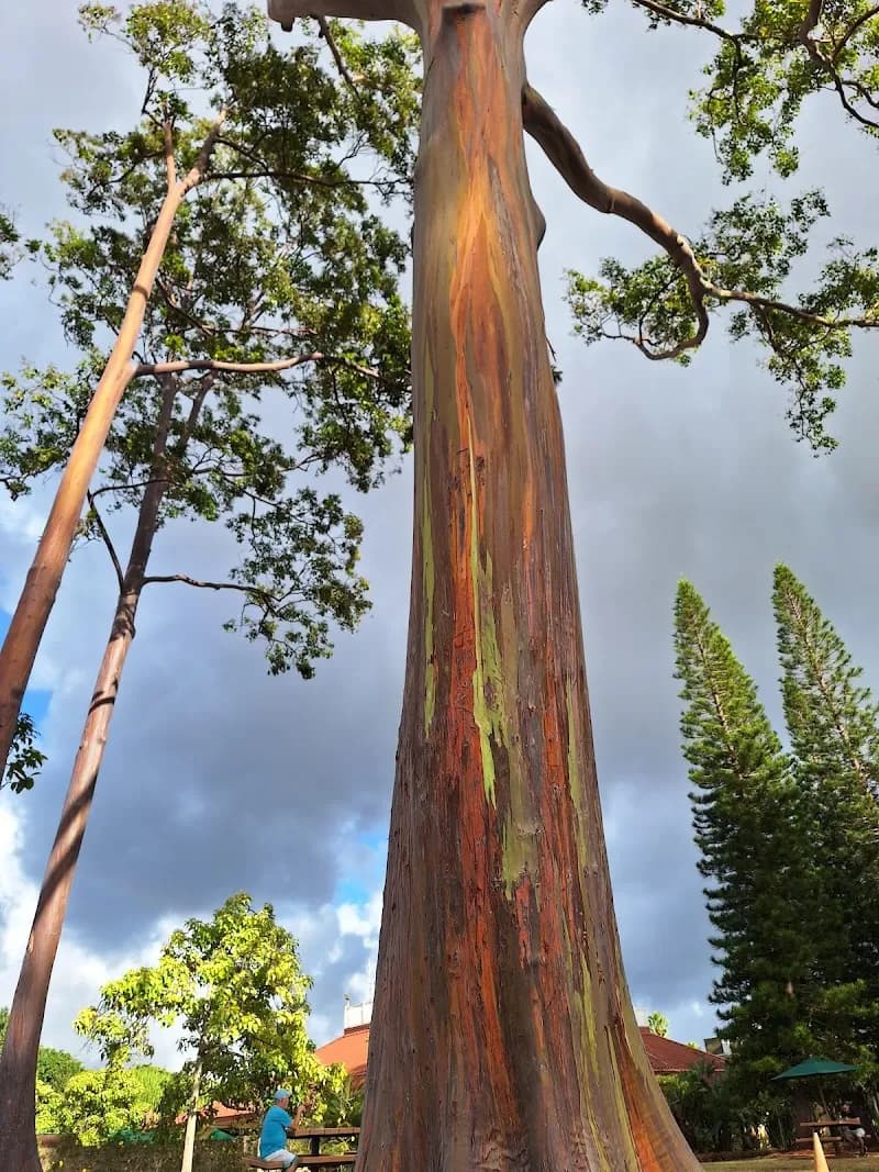 View of Dole Plantation in Haleiwa, HI