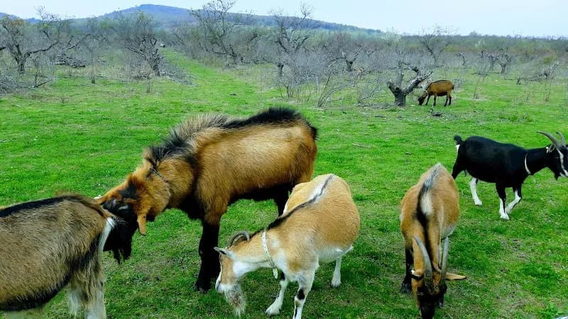 View of DomaFarm | farmlátogatás és napközis nyári tábor in Törökbálint, Budapest
