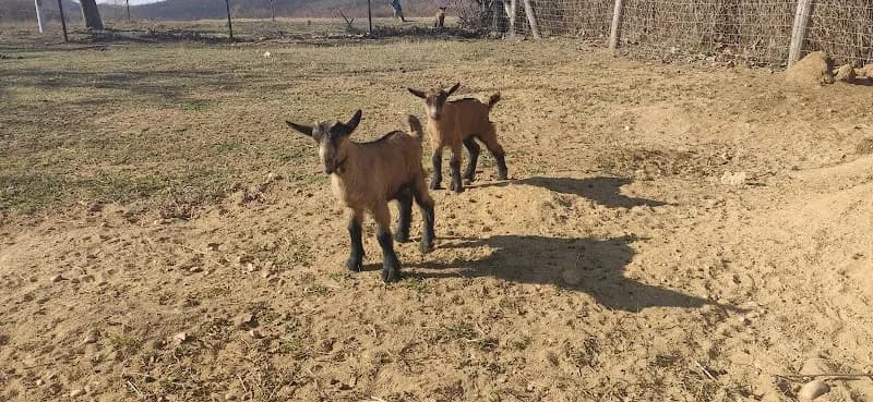 View of DomaFarm | farmlátogatás és napközis nyári tábor in Törökbálint, Budapest