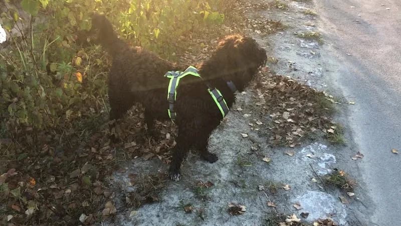 Donauinsel Beach Area (Kagran Access) beach in Kagran, VIE