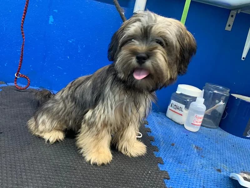 View of Dorado Pet Park in Dorado, PR