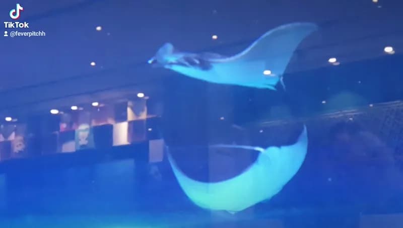 View of Dubai Aquarium & Underwater Zoo in Downtown Dubai, Dubai