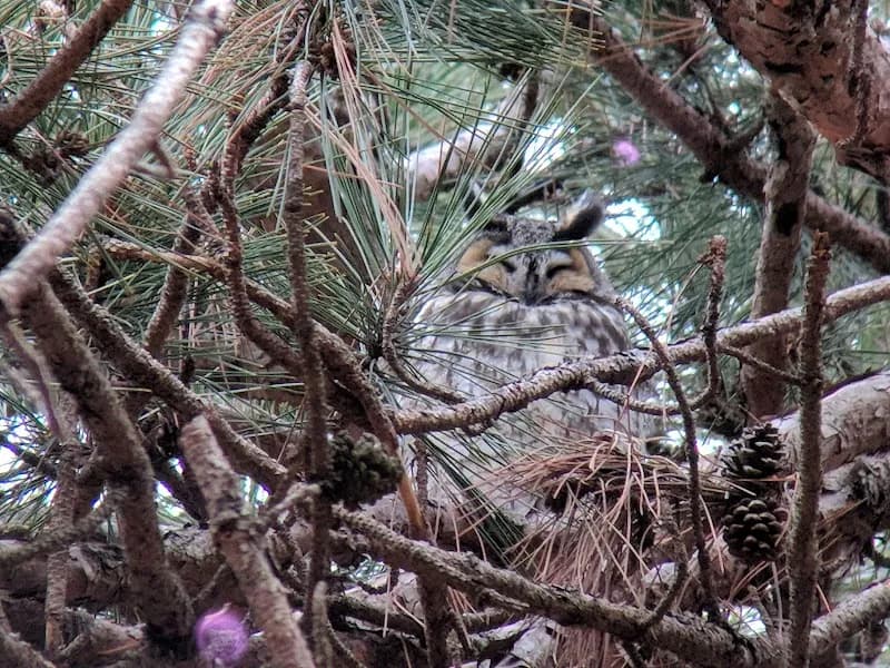 View of Dunback Meadow in Lexington, MA