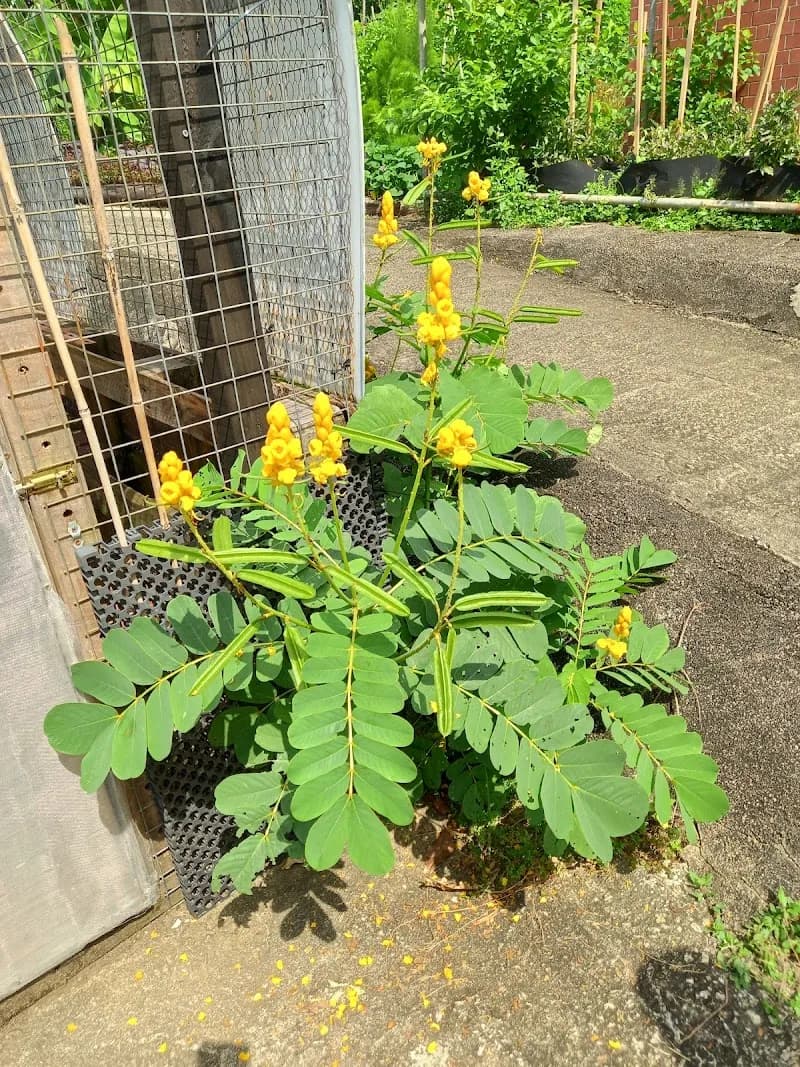 View of Edible Garden City in Punggol, SG