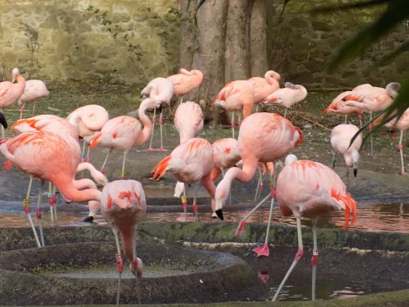View of Edinburgh Zoo in Edinburgh, SCT