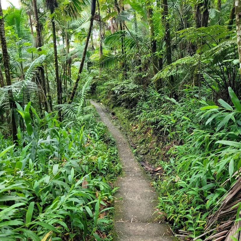 View of El Yunque National Forest in San Juan, PR