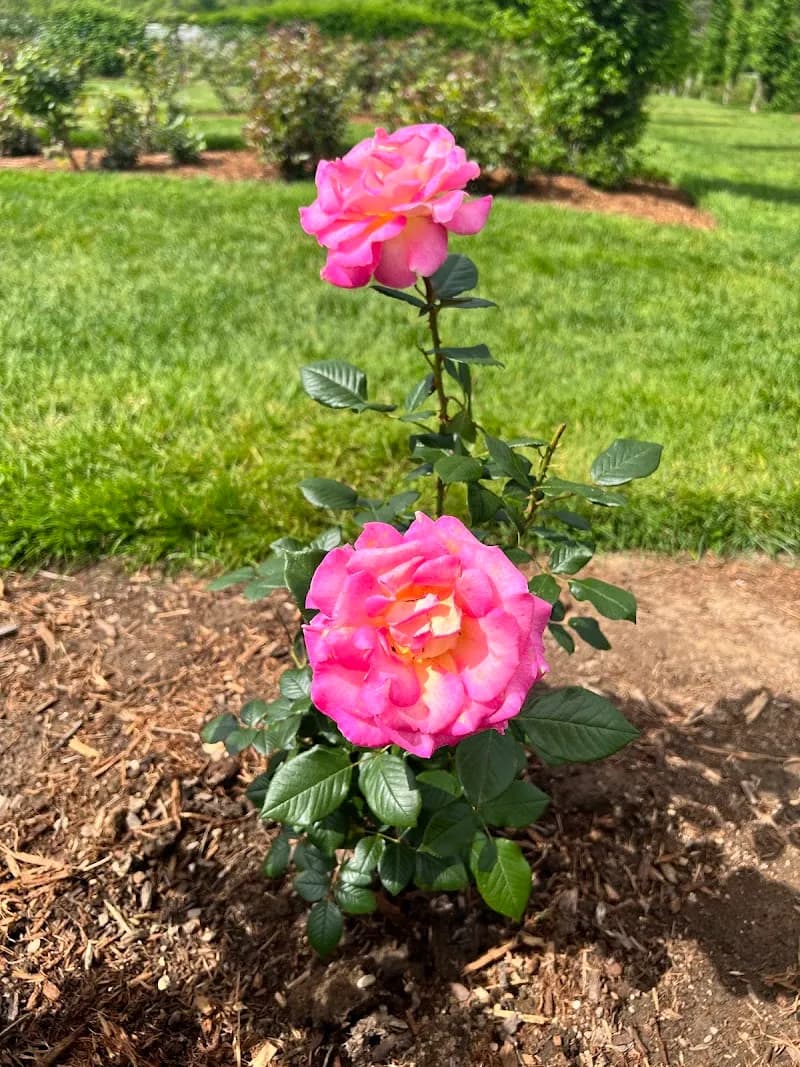 View of Elizabeth Park Conservancy in Hartford, CT
