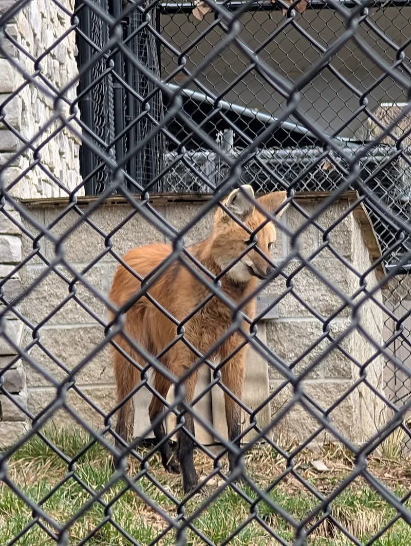View of Endangered Wolf Center in Clayton, MO