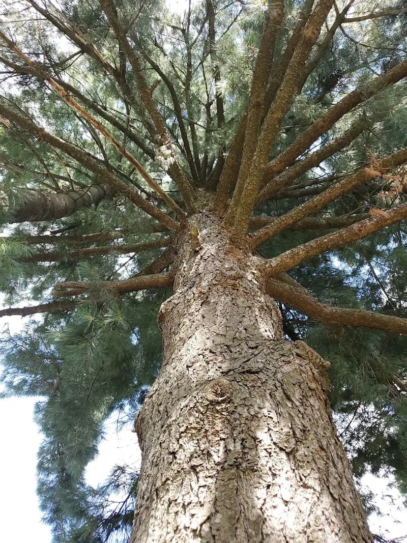 View of Enos Park in Springfield, IL