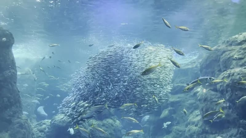 View of Enoshima Aquarium in Fujisawa, Kanagawa