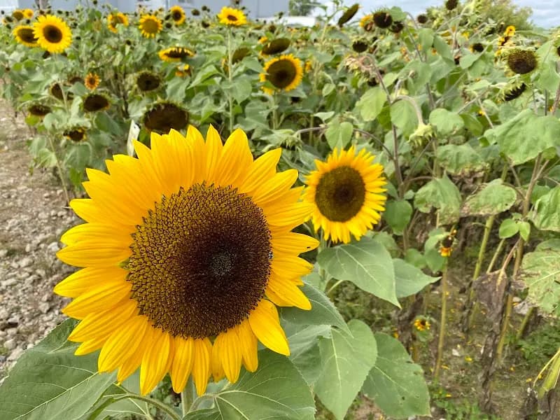 Erwin Orchards farm in West Bloomfield, MI