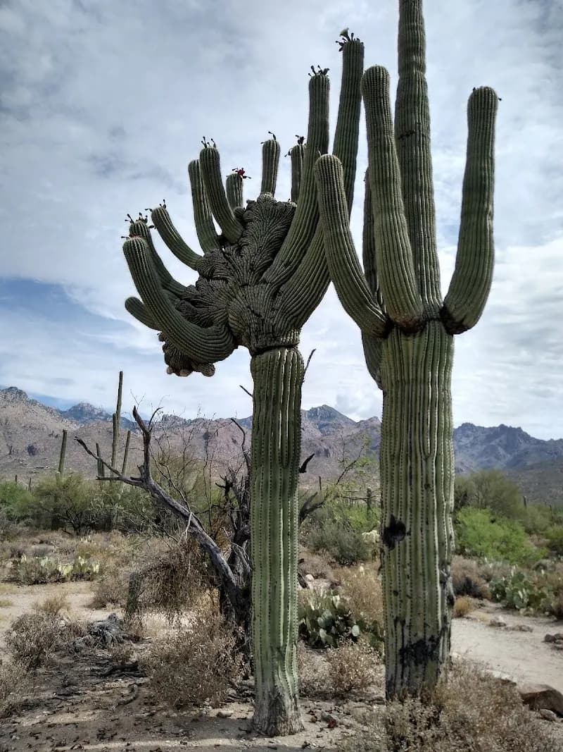 View of Esperero Trail #25 in Ventana Canyon, AZ