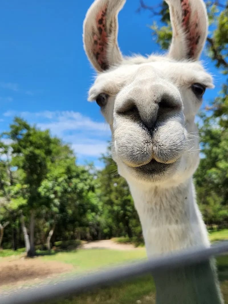 View of Eureka Springs Safari Park in Little Rock, AR