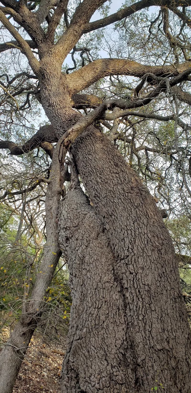 Fair oaks ranch off road trails park in Fair Oaks Ranch, TX