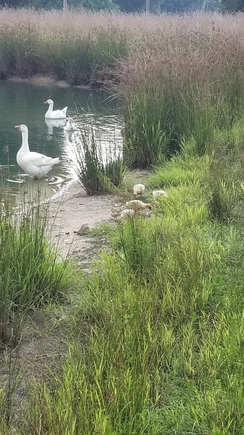 View of Felicity Farms in Yorktown, VA