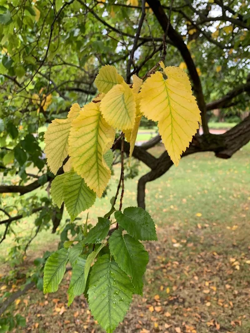 View of Fitzroy Gardens in Melbourne, VIC