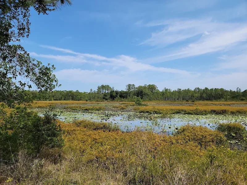 View of Flatwoods Park in New Tampa, FL