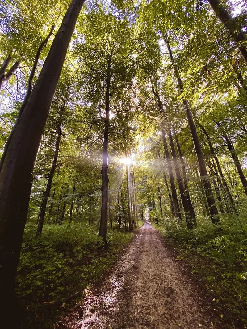 Forêt de Soignes national park in Uccle, BRU