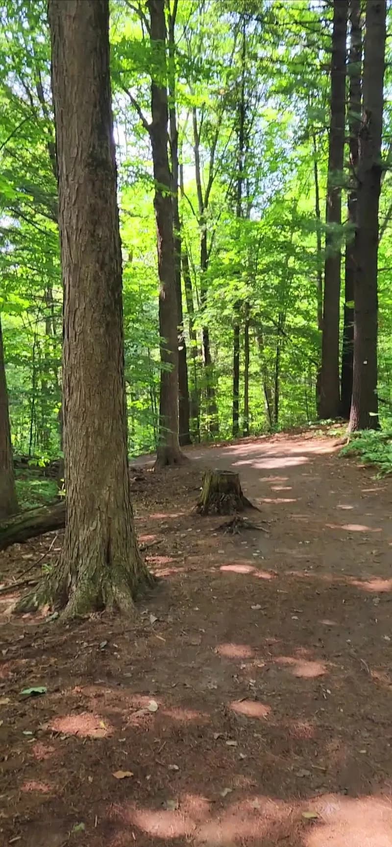 View of Forêt du Grand Coteau in Rosemère, QC