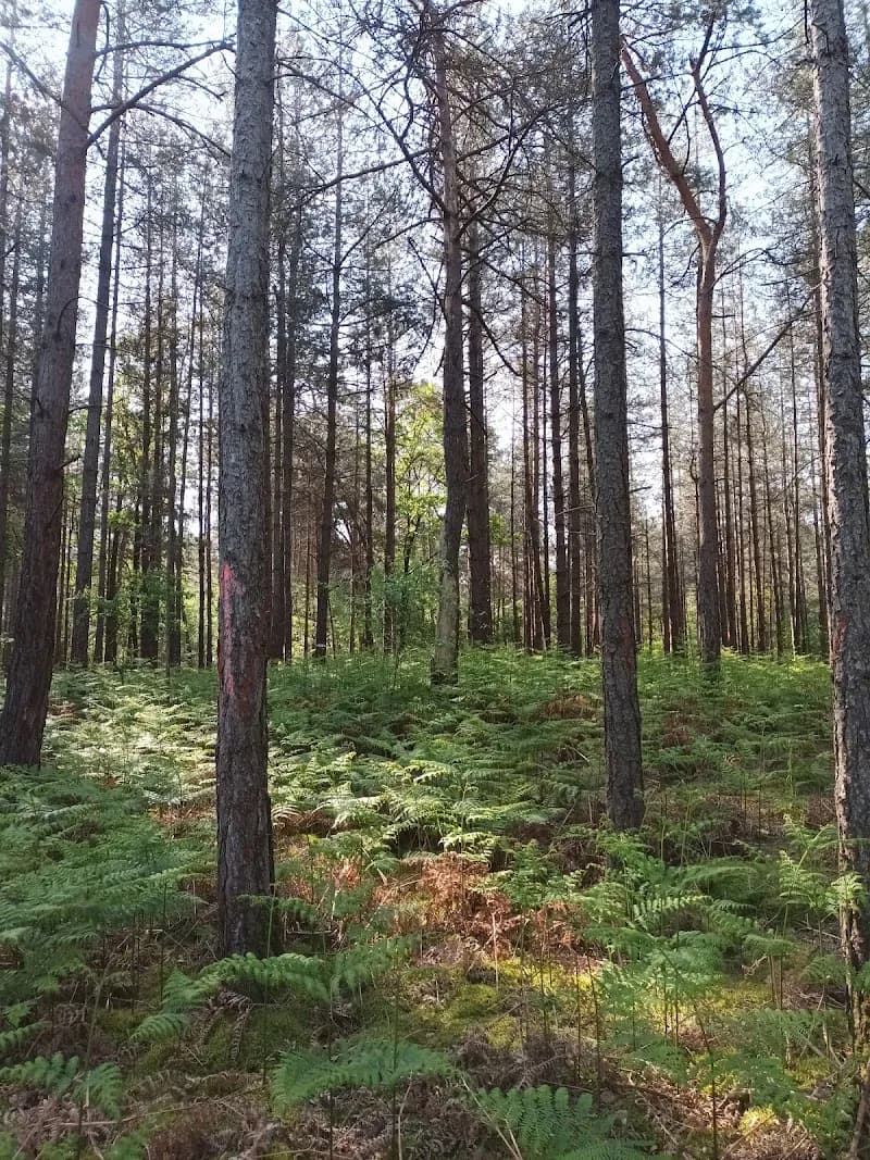 Forest of Rambouillet woods in Rambouillet, IDF