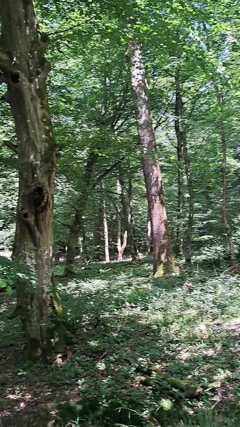 View of Forest of Rambouillet in Rambouillet, IDF