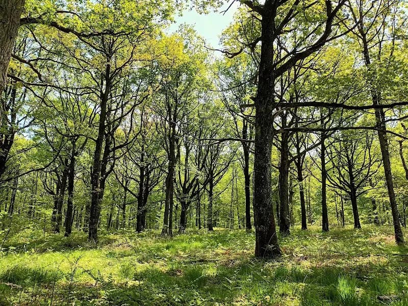 View of Forest of Rambouillet in Rambouillet, IDF