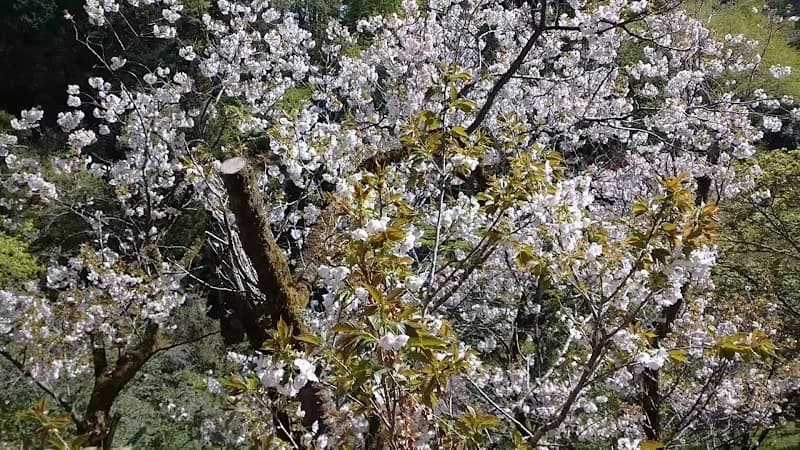 View of Forestry Research Institute Tama Forest Science Park in Hachioji, Tokyo