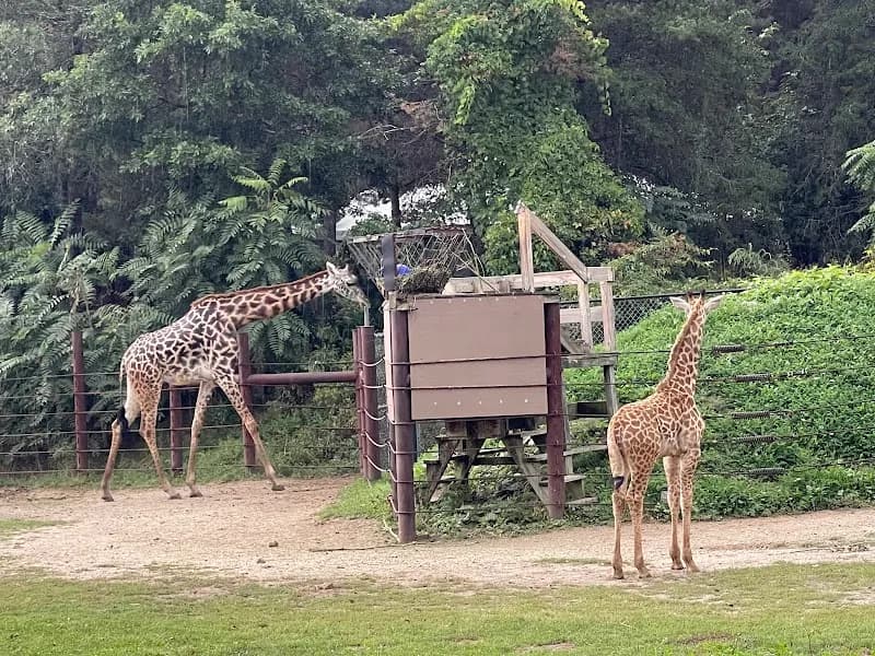 View of Franklin Park Zoo in Boston, MA