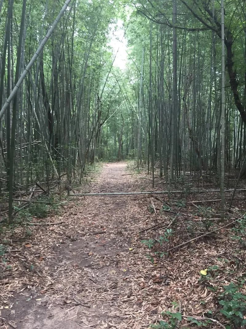 View of Frenchtown Conservation Area in Baton Rouge, LA