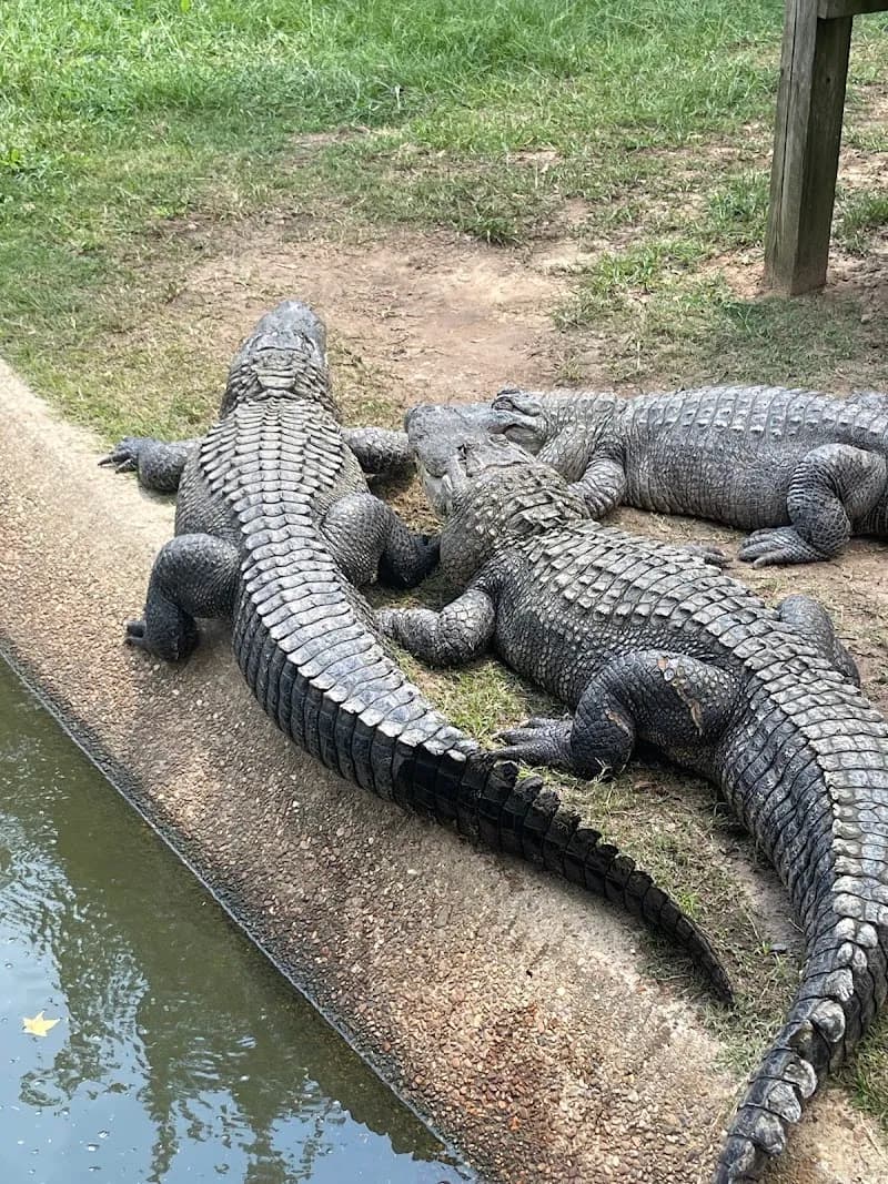 Gators and Friends zoo in Shreveport, LA