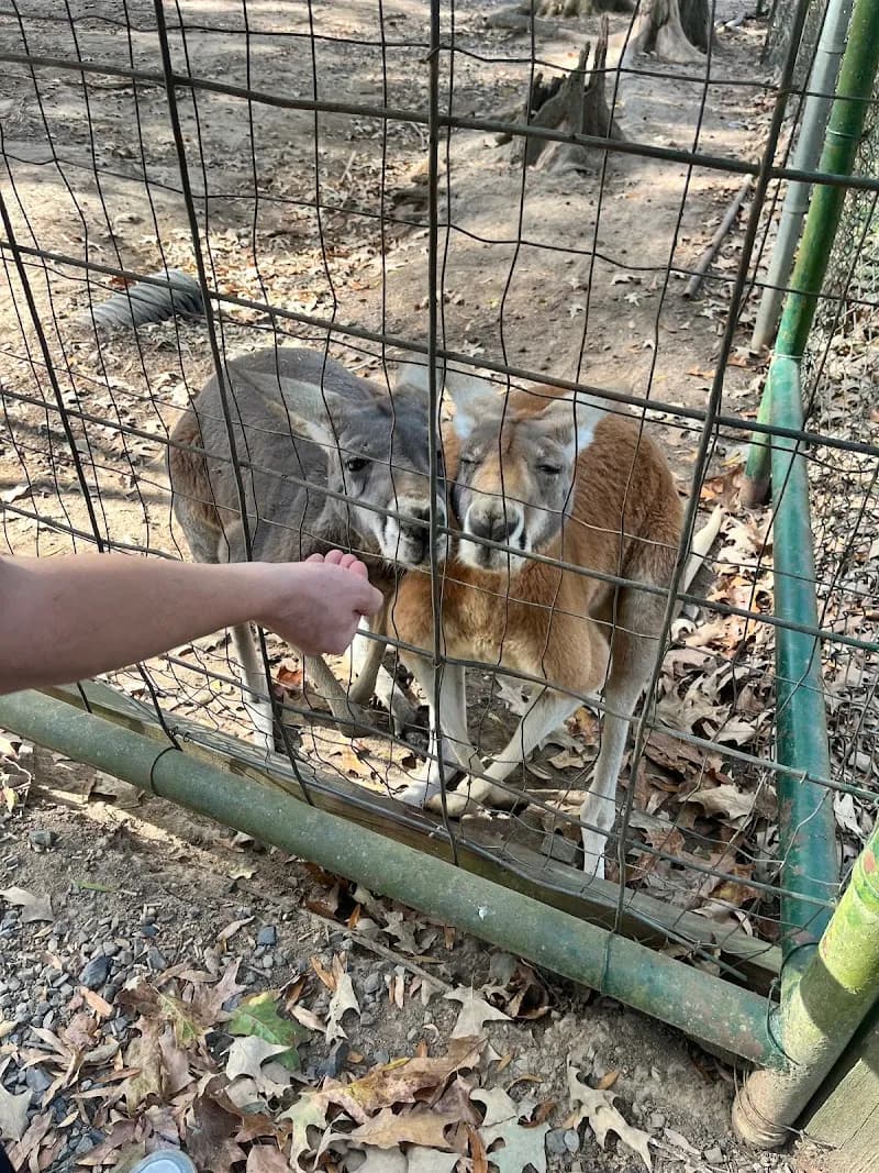 View of Gators and Friends in Shreveport, LA