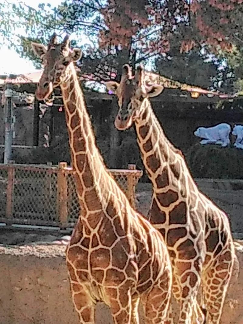 View of Gene C. Reid Park in Tucson, AZ