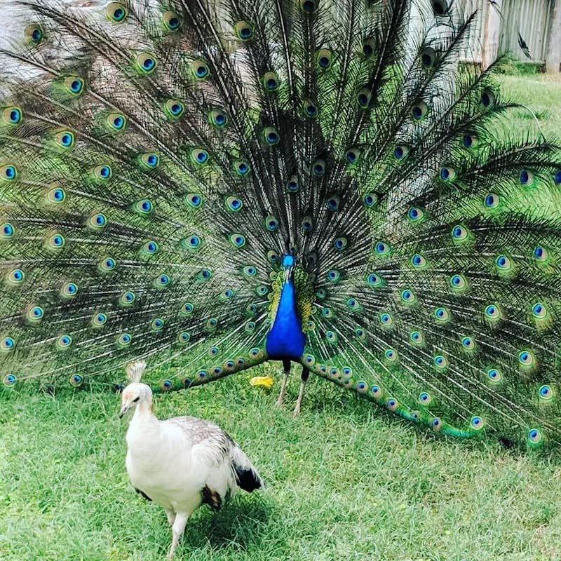 View of Gene C. Reid Park in Tucson, AZ
