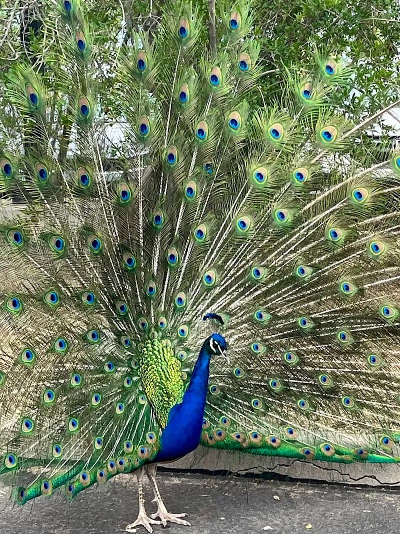 View of Glendale Xeriscape Garden in Glendale, AZ