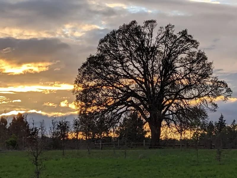 Graham Oaks Nature Park park in Wilsonville, OR