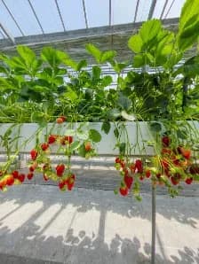 View of Grand Berry in Yao, Osaka