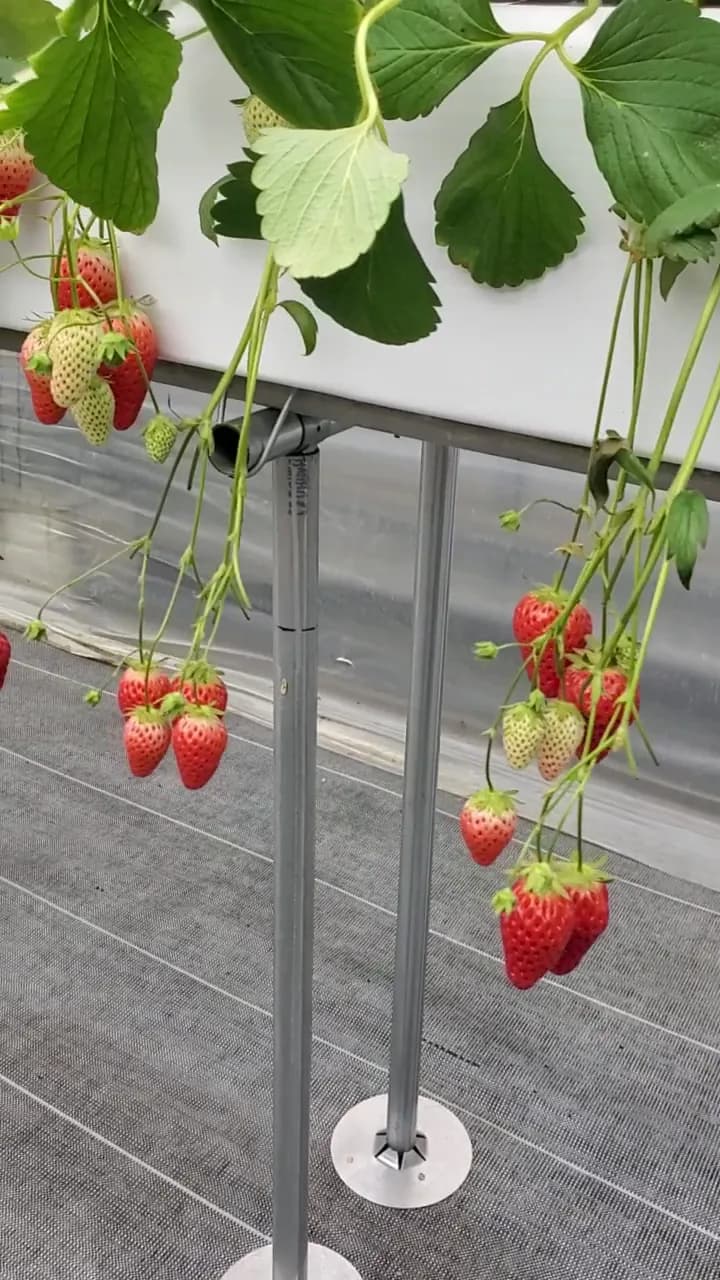 View of Grand Berry in Yao, Osaka