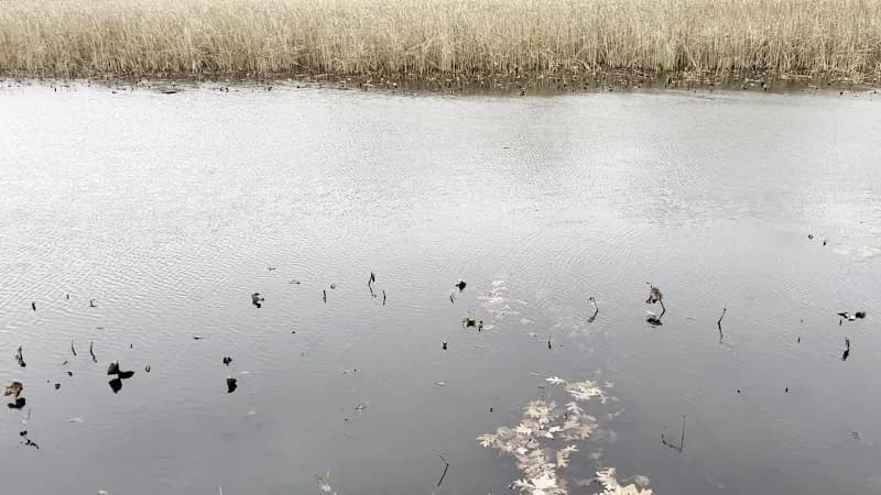 View of Grand Mere State Park in Brooklyn, MI