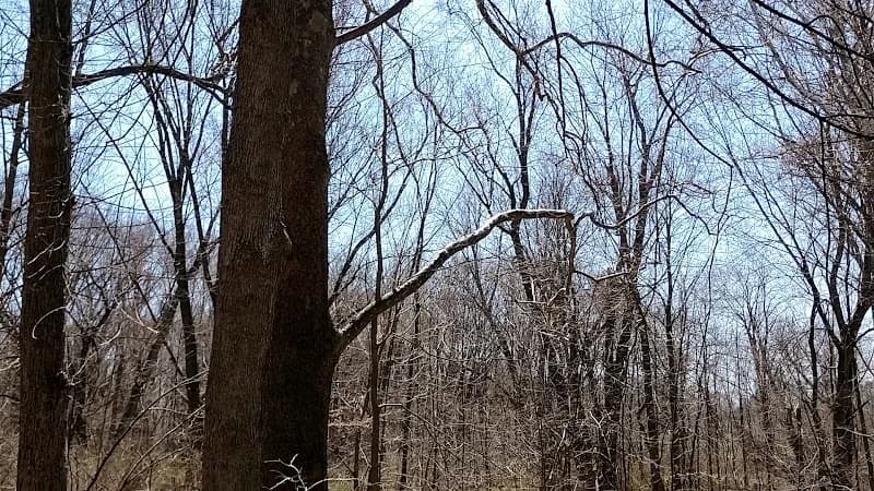 View of Grand Woods Park in Lansing, MI