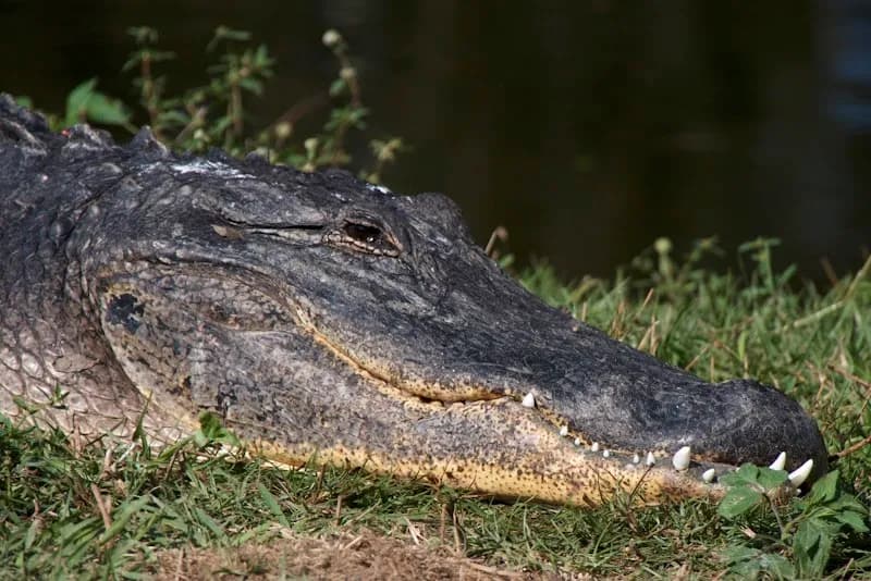 View of Grassy Waters Preserve in West Palm Beach, FL