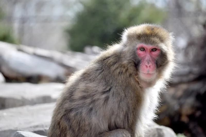 Great Plains Zoo zoo in Sioux Falls, SD