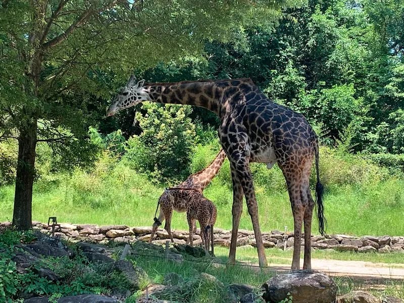View of Greenville Zoo in Greenville, SC
