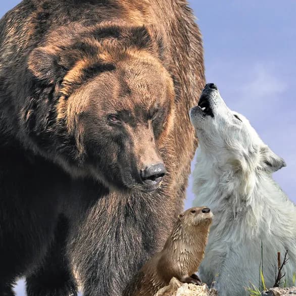 Grizzly & Wolf Discovery Center wildlife park in West Yellowstone, MT