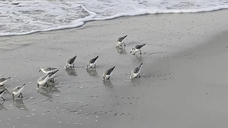 View of Gulf Shores Beach in Gulf Shores, AL
